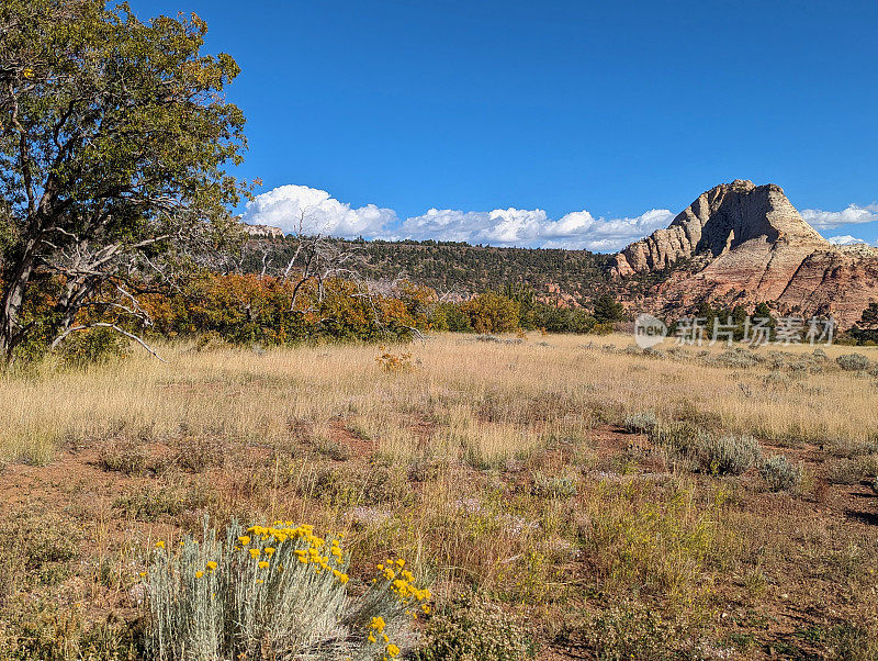 犹他州锡安国家公园Hop Valley Trailhead附近的Kolob Terrace Road沿线干燥的草地和红色的岩石悬崖